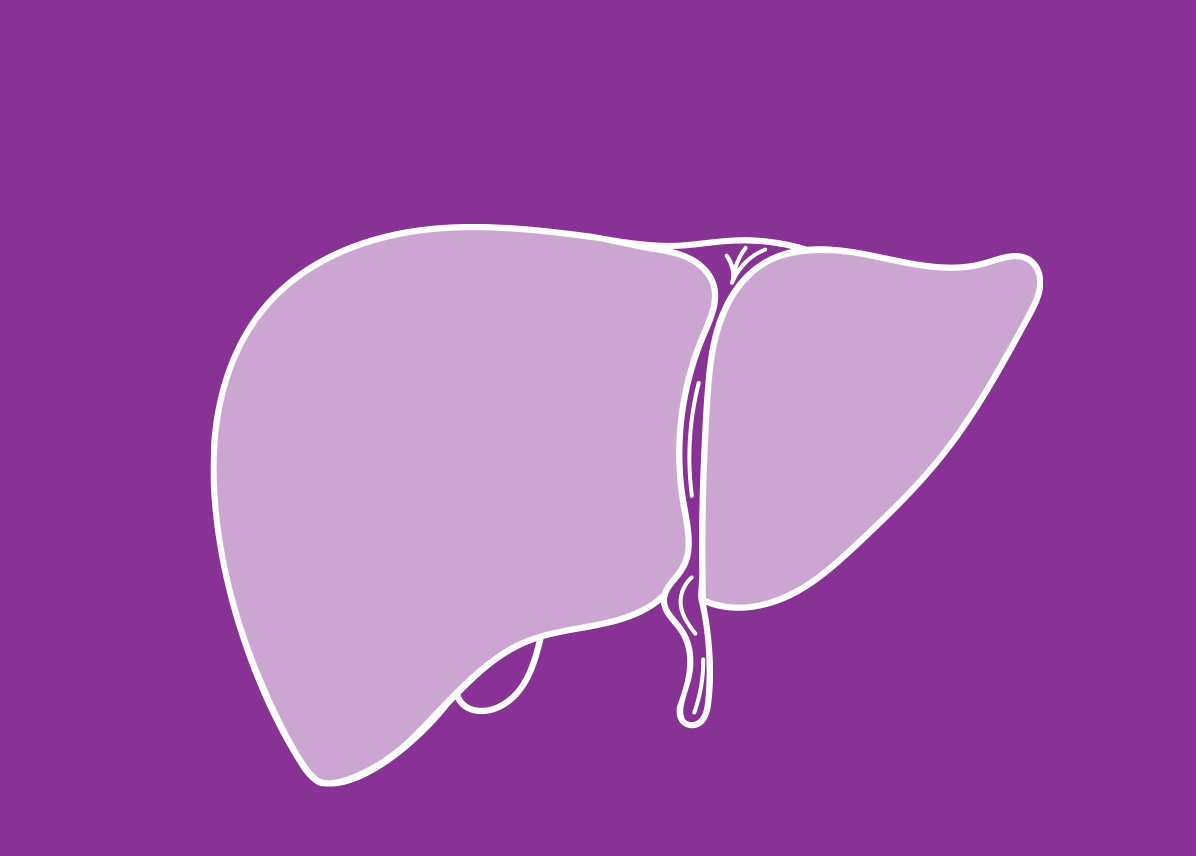 Your Liver