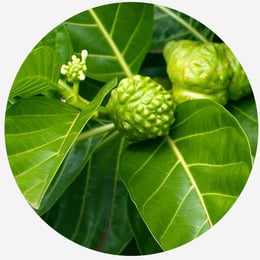 The Role of Botanicals in Supporting Microbial Balance and Systemic Health